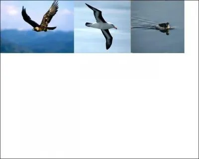 A cause de sa forme, comment s'appelait ce type d'hydro aroplane ?