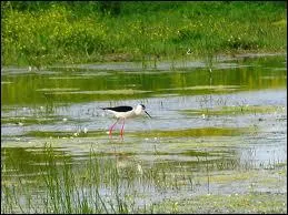 Quel est cet oiseau typique du marais ?