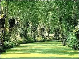 Quelle essence d'arbre est la plus prsente dans ces lieux ?