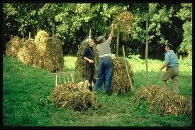 Quel est le lgume emblmatique du Marais poitevin ?