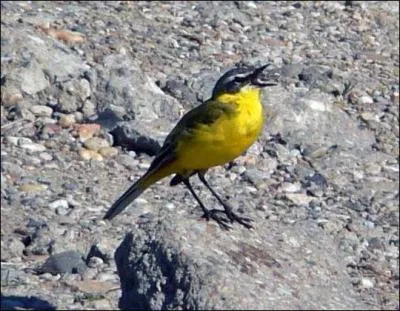 Quel est cet oiseau ?