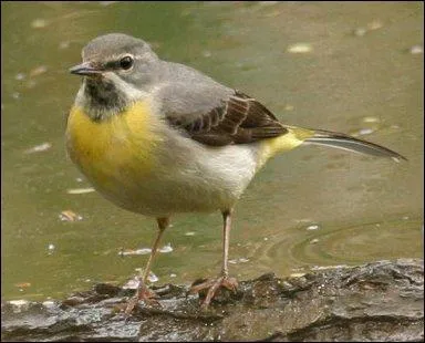 Quel est cet oiseau ?