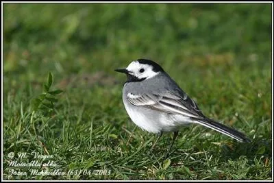 Quel est cet oiseau ?