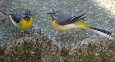 Quel est cet oiseau ?
