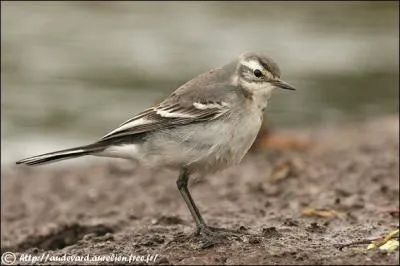 Quel est cet oiseau ?