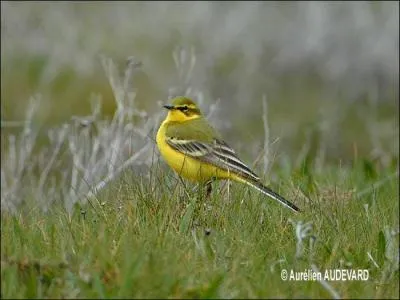 Quel est cet oiseau ?