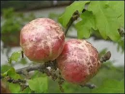 Quelle est cette excroissance provoque sur les feuilles du chne par des piqres d'insectes ?