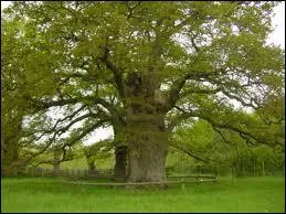 Lequel de ces trois artistes chantait la chanson Le chne ?