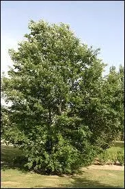 Lequel de ces chnes existe ?