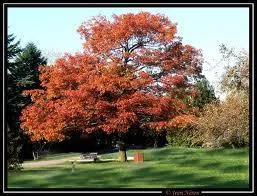 Laquelle de ces couleurs n'est pas attribue au nom d'un chne ?