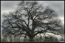 Qui fut prsent, le lendemain de sa mort, sous la forme d'un chne abattu, par un dessin de Jacques Faizant,  la Une du Figaro ?