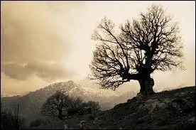 Quel est l'auteur de la chanson dans laquelle on entend 'Je n'avais pas vu que tu portais des chanes' ?