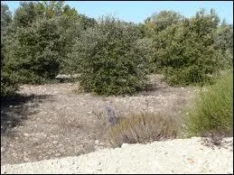 Quel champignon pousse frquemment sous certains chnes, car le mycelium vit en association avec ses racines ?