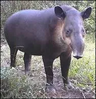 Quel est le nom de cet animal ?