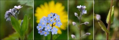 Je suis un myosotis, lequel ?
