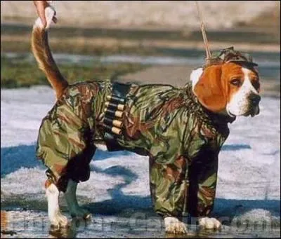 Quel est le mtier du chien ?