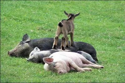 Qui est le vainqueur de ce tournoi ?