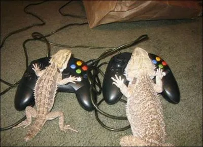 Quels sont ces animaux ?