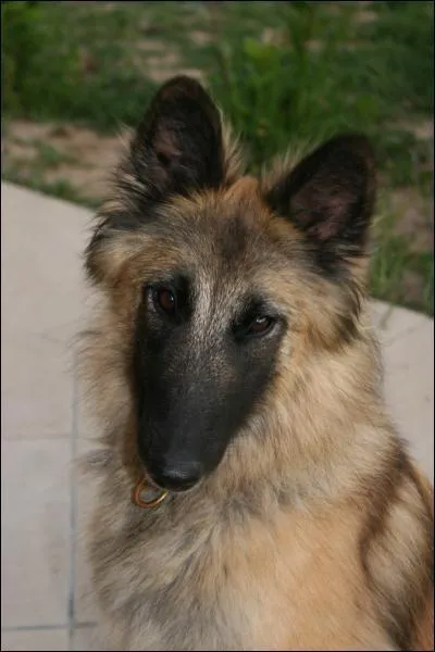 Dans 'Mickey', comment s'appelle le chien ?