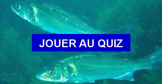 Quizz Les Poissons 2 Quiz Poissons quizz-les-poissons-2-quiz-poissons