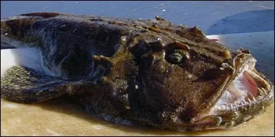 Sous quel autre nom connaît-on la lotte de mer ?