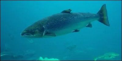 Quel poisson de mer revient souvent pondre ses oeufs dans la rivière où il est né ?