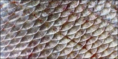 De quoi est recouvert le corps des poissons ?
