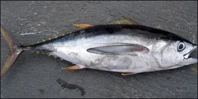 Comment surnomme-t-on le thon ?