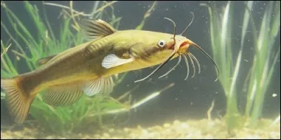 Quel poisson porte le nom d'un animal qui miaule ?