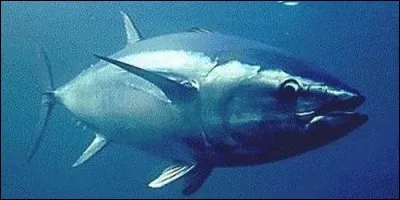 Quelles sont les deux couleurs possibles de la chair du thon ?