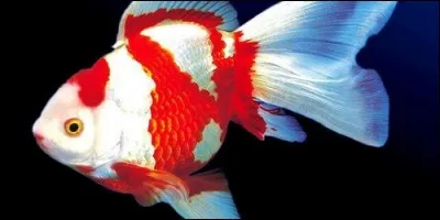 Les poissons ont des paupières.