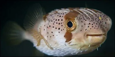 Quel poisson se gonfle en cas de danger ?