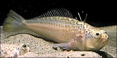 Comment appelle-t-on un petit poisson venimeux qui s'enfouit dans le sable des plages ?