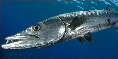 Comment surnomme-t-on le barracuda ?