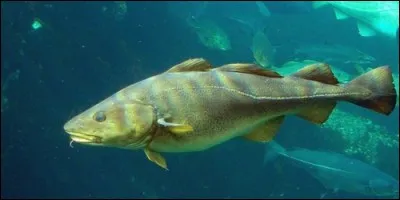 Quel est l'autre nom du cabillaud ?