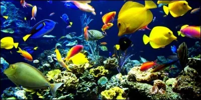 Tous les poissons vivent dans la mer.