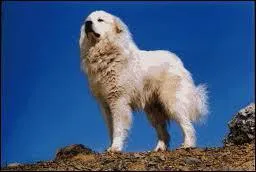 Le chien transpire-t-il ?