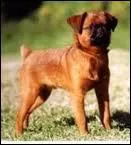 Les chiens sont des ...