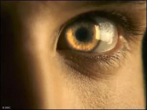 Laquelle de ces plantes ne protge pas des vampires ?