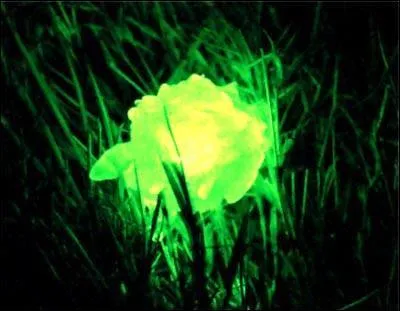 Quel super-héros devient faible en présence de kryptonite ?