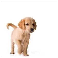 Un chien peut manger :