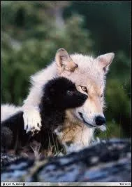 A laquelle de ces trois propositions correspond 'La louve'.