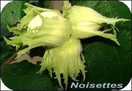 A quelle poque une noisette arrive-t-elle  maturit pour tre cueillie et mange ?