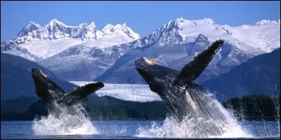 Laquelle de ces trois terres de glace est la plus petite en superficie ?