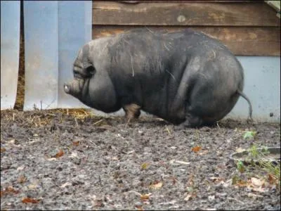 Ce type de cochon est