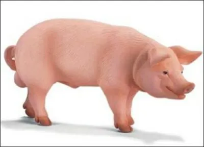 Un cochon mle est un :