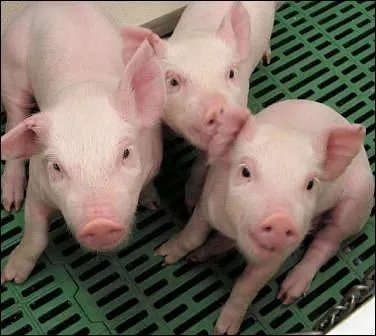 Petits cochons sont des :