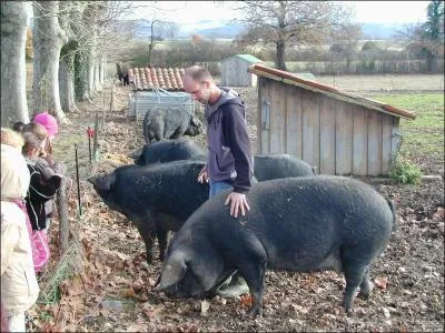 Les cochons noirs sont originaires d' Afrique .