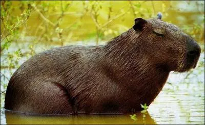 Le cochon d'eau est appel :