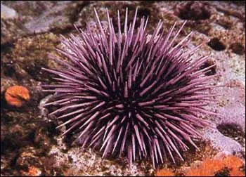 Comment la reproduction se droule-t-elle chez l'oursin ?